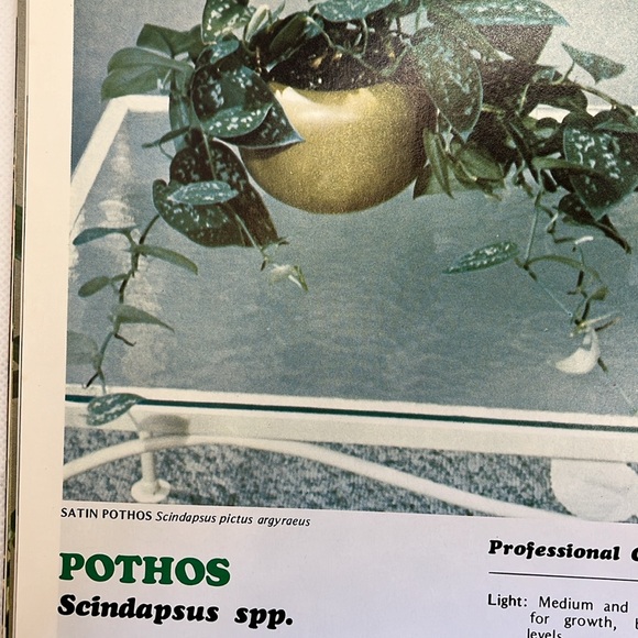 Professional Guide to Green Plants Houseplant guide - Picture 10 of 10